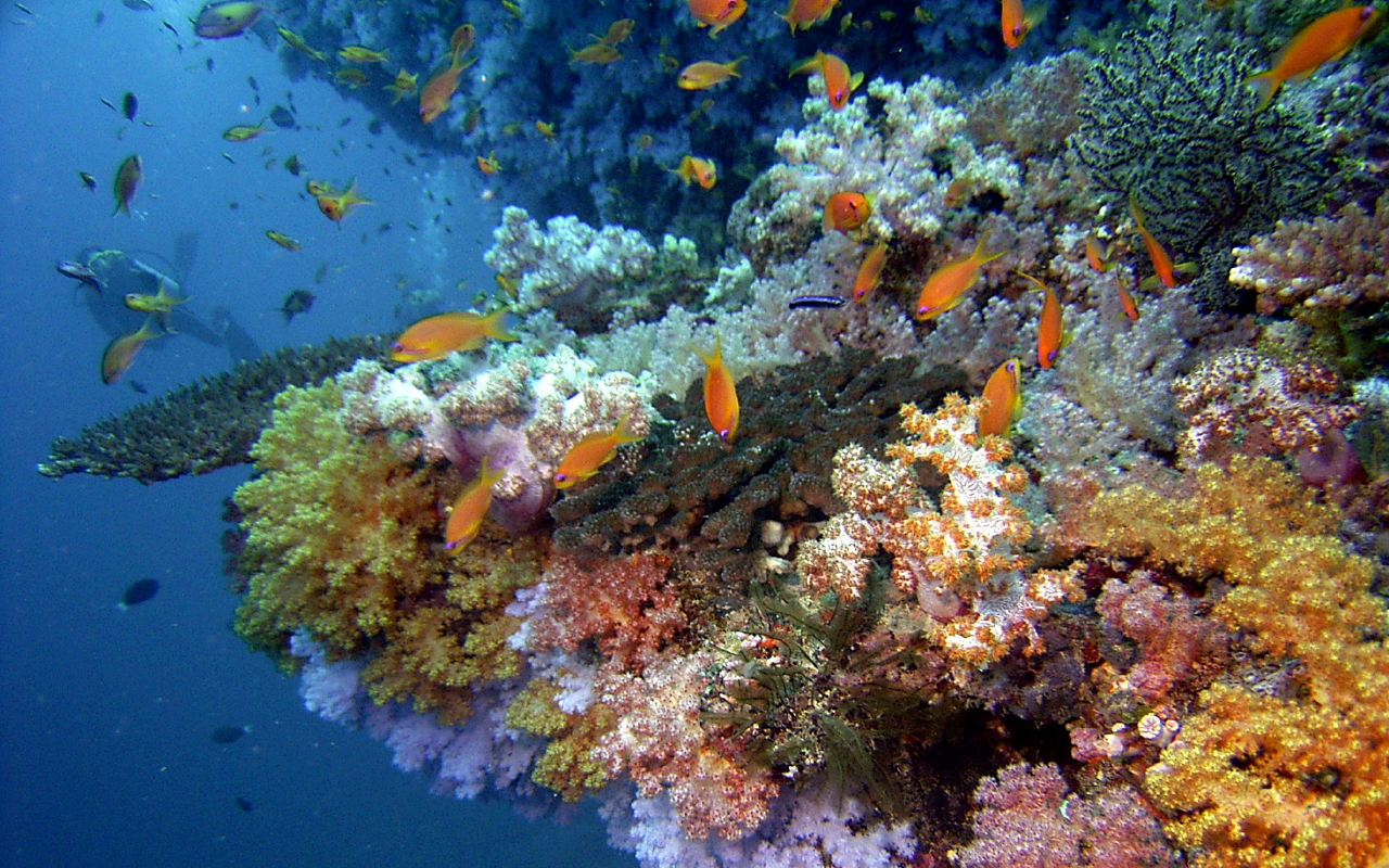 Best Dive Resorts Maldives | Blogs | Baros Luxury Resort