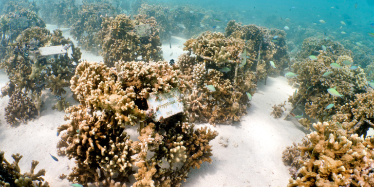 How The Maldives Is Saving Its Coral Reefs