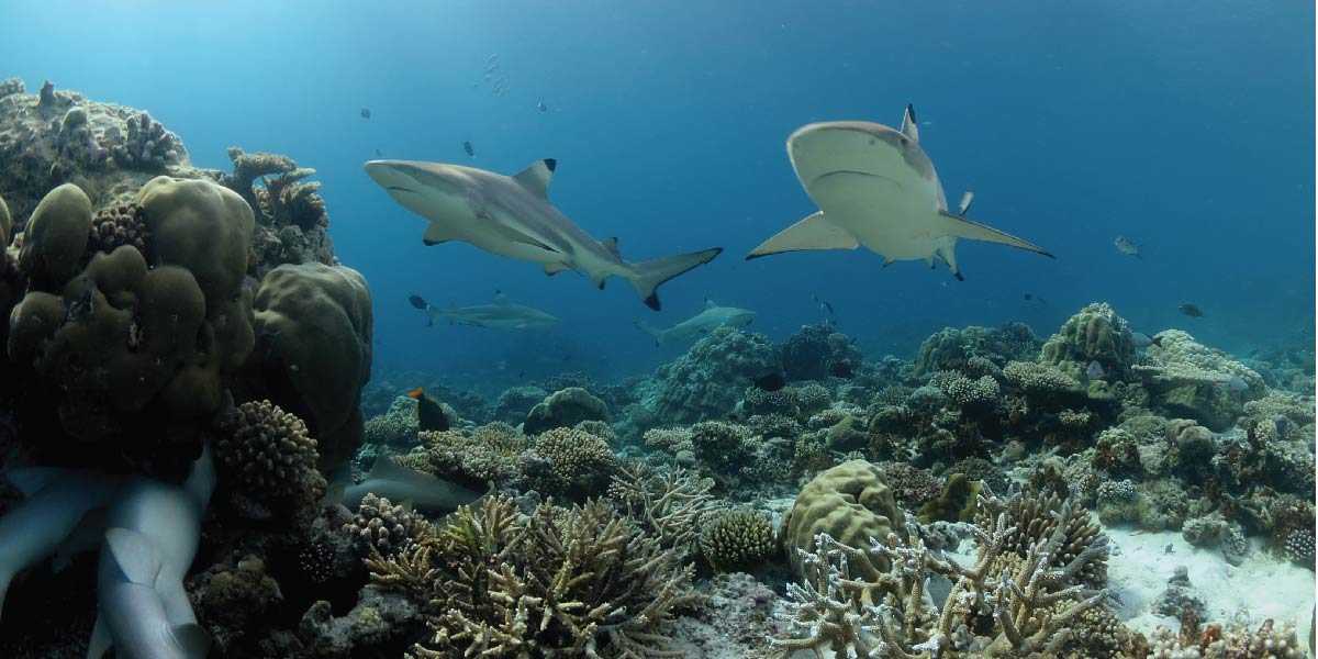 Marine life Experience at Baros Maldives