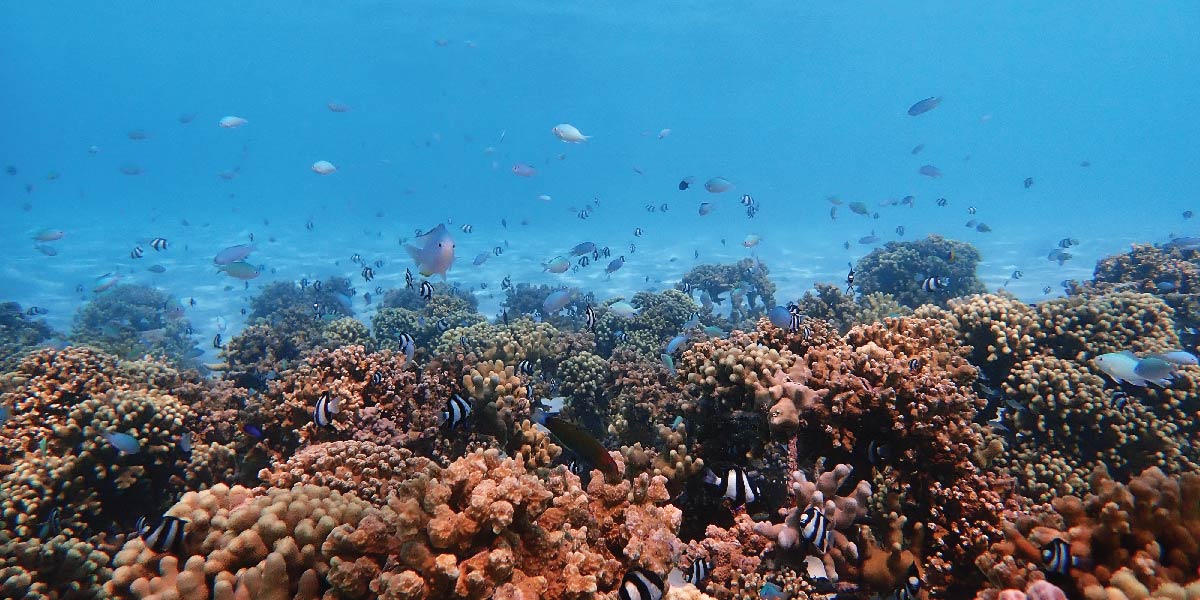 Incredible diversity of coral reef at Baros Maldives