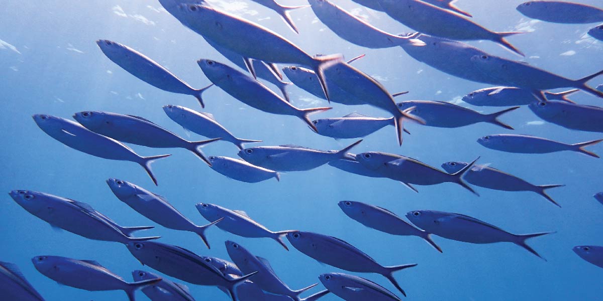 Aquatic life the underwater heritage at Baros Maldives